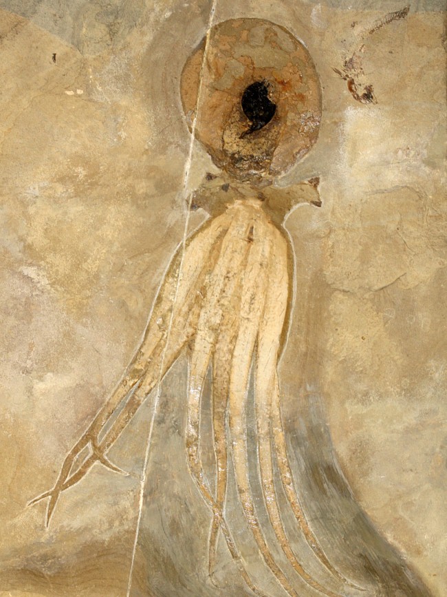 ภาพฟอลซิลปลาหมึก ที่ถูกขุดค้นพบที่ประเทศเลบานอน ในปี 2009 (ที่มา : www.nrk.no)